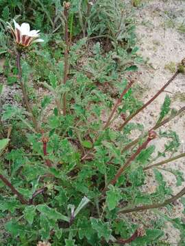 Image of Arctotis formosa Thunb.