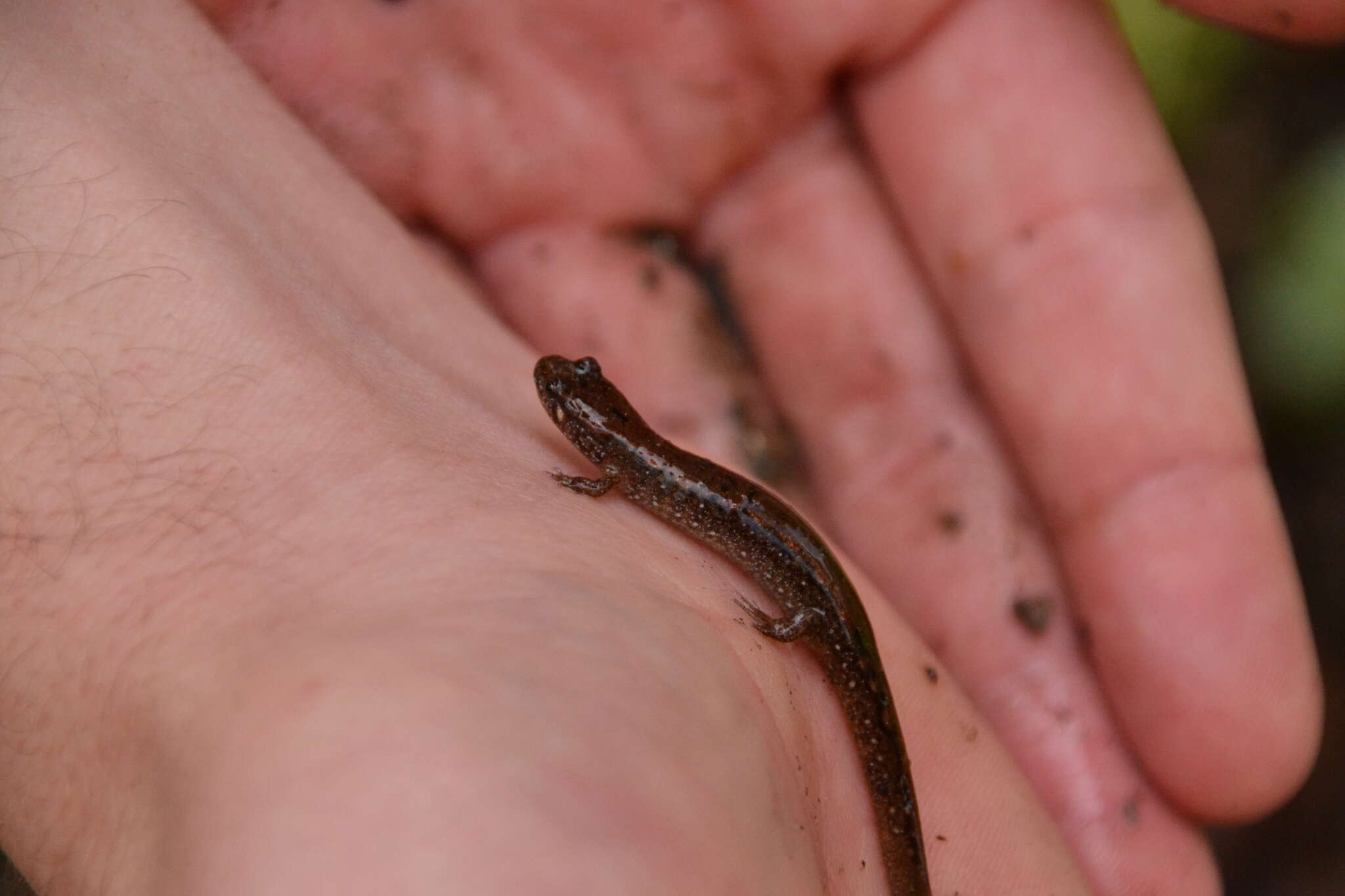 Image of Flat-headed Salamander