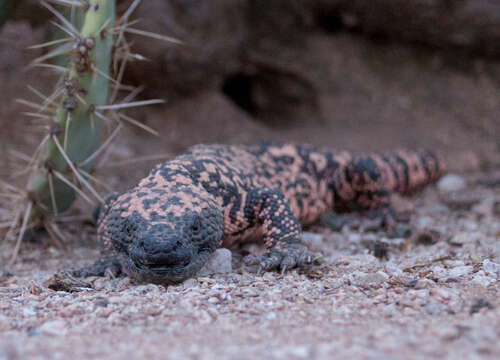 Image of Reticulated gila monster