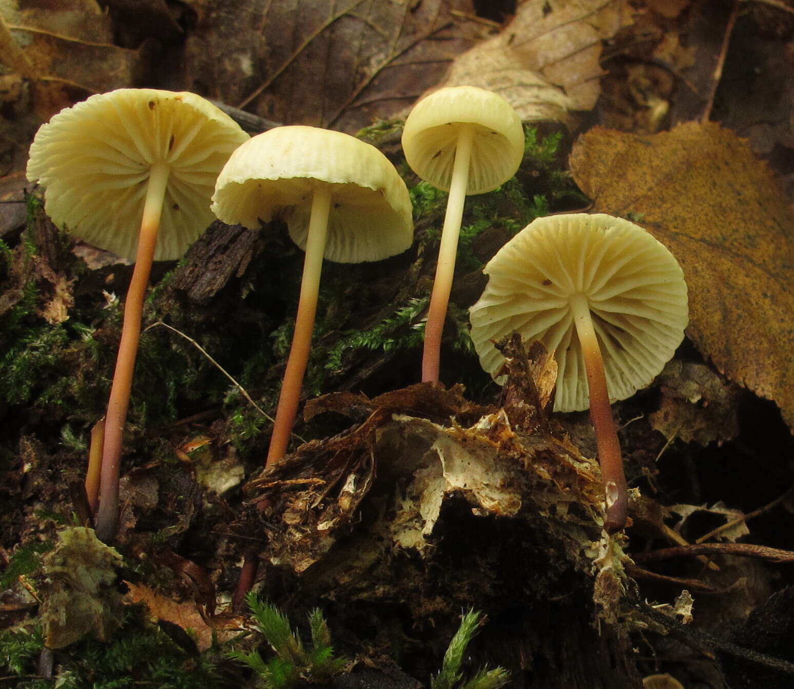 Imagem de Marasmius delectans Morgan 1905