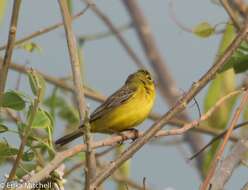 Image of Grassland Yellow Finch