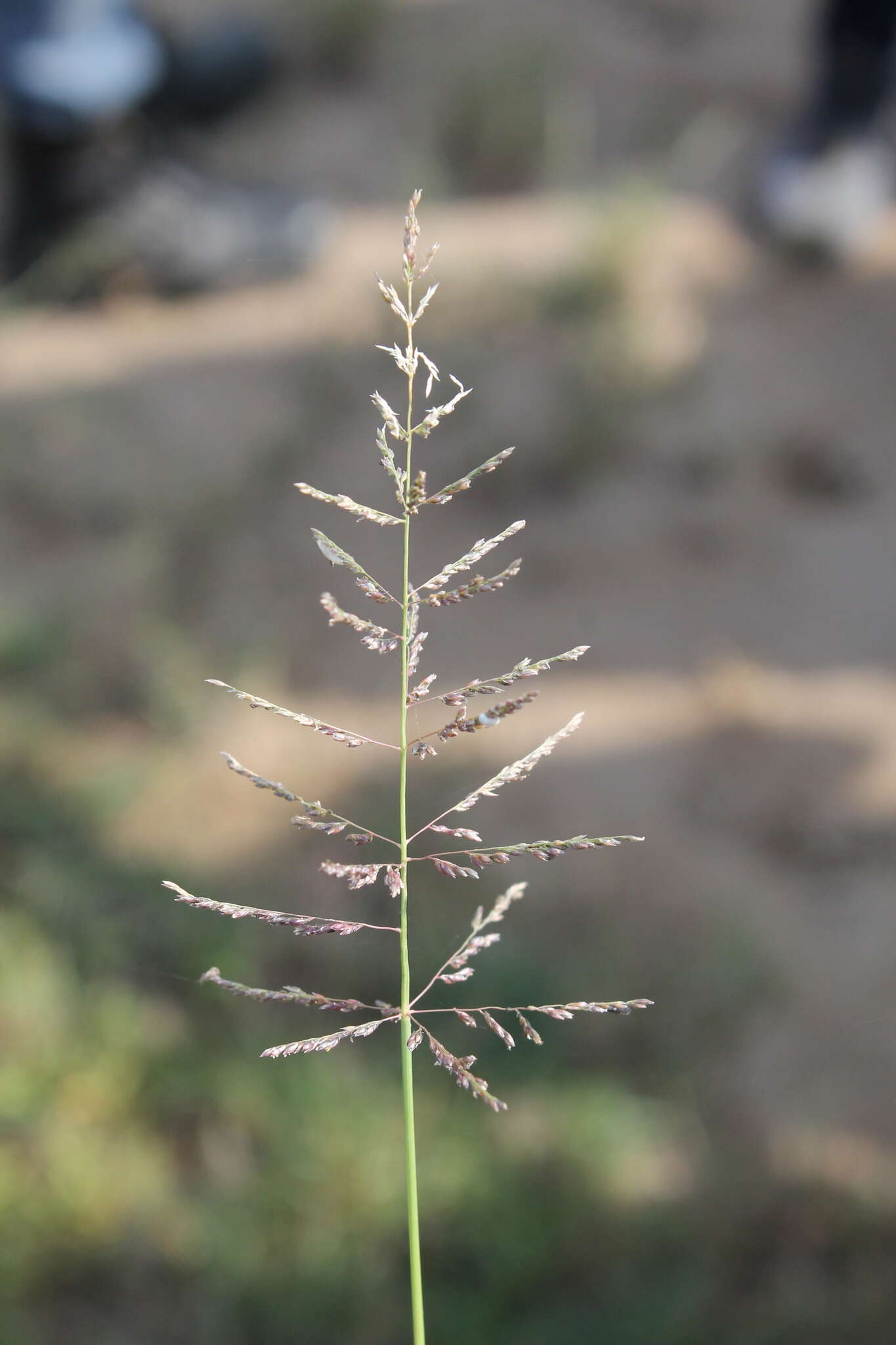 Plancia ëd Sporobolus pyramidatus (Lam.) Hitchc.