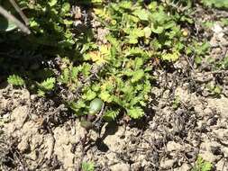 Image of Leptinella nana (D. Lloyd) D. G. Lloyd & C. J. Webb