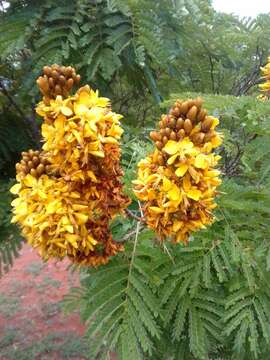 Image of <i>Cenostigma pluviosum</i>