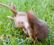 Image de Crocidura flavescens (I. Geoffroy Saint-Hilaire 1827)