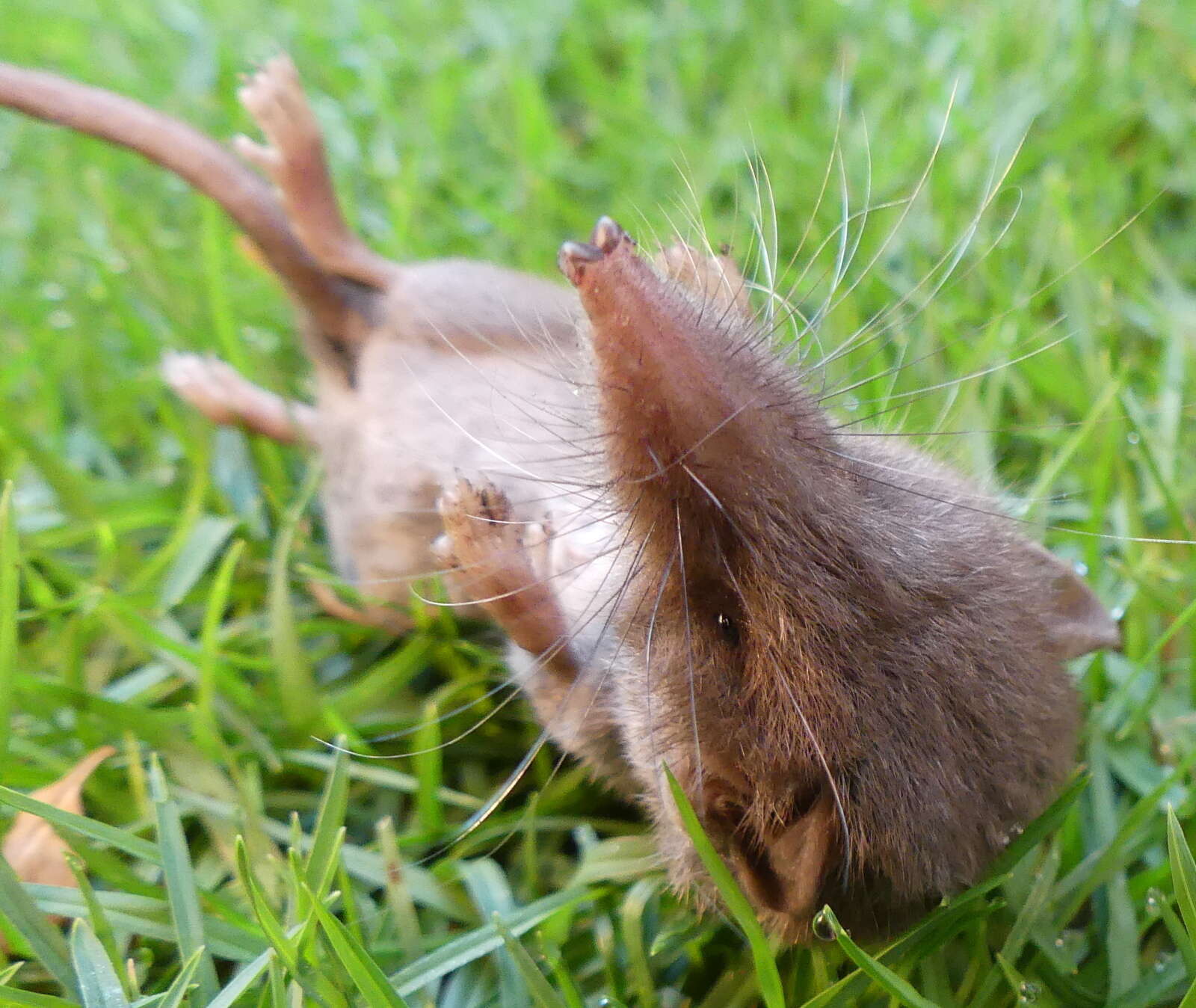 Image of Greater Red Musk Shrew