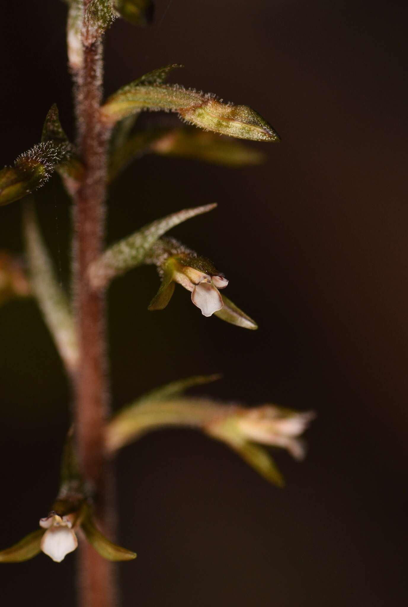 Image of Cranichis ladiestresses