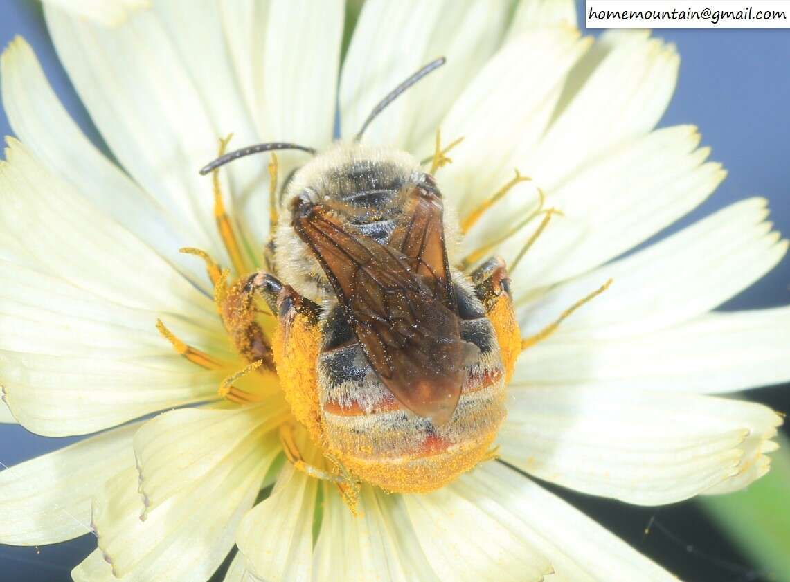 Image of Eucera pekingensis Yasumatsu 1946