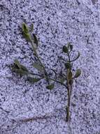 Image of Christmas mistletoe