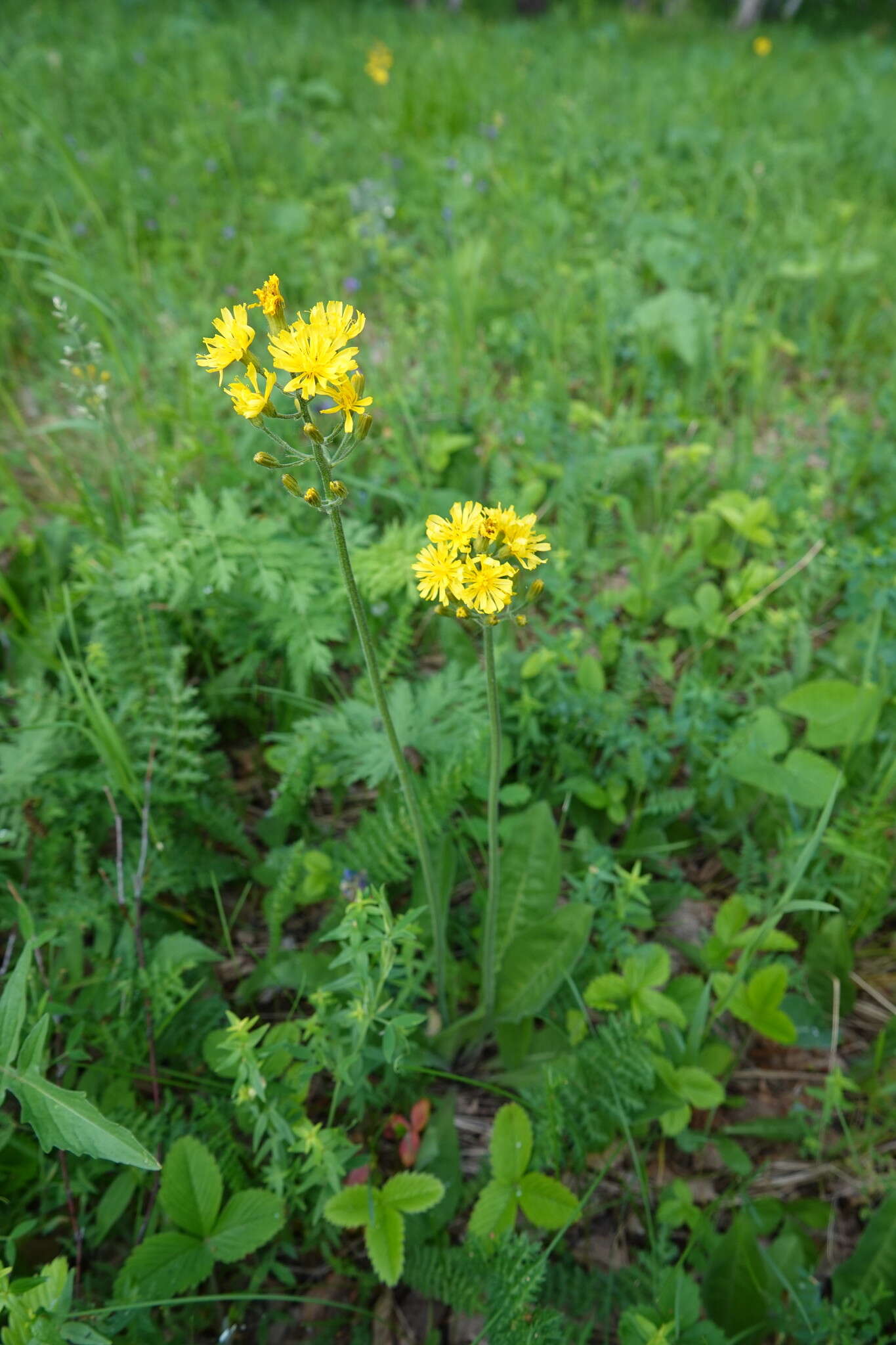 Image of Crepis praemorsa (L.) Tausch