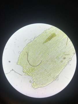 Слика од Isopterygiella pulchella (Hedw.) Ignatov & Ignatova