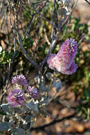 Image of Ptilotus rotundifolius (F. Müll.) F. Müll.