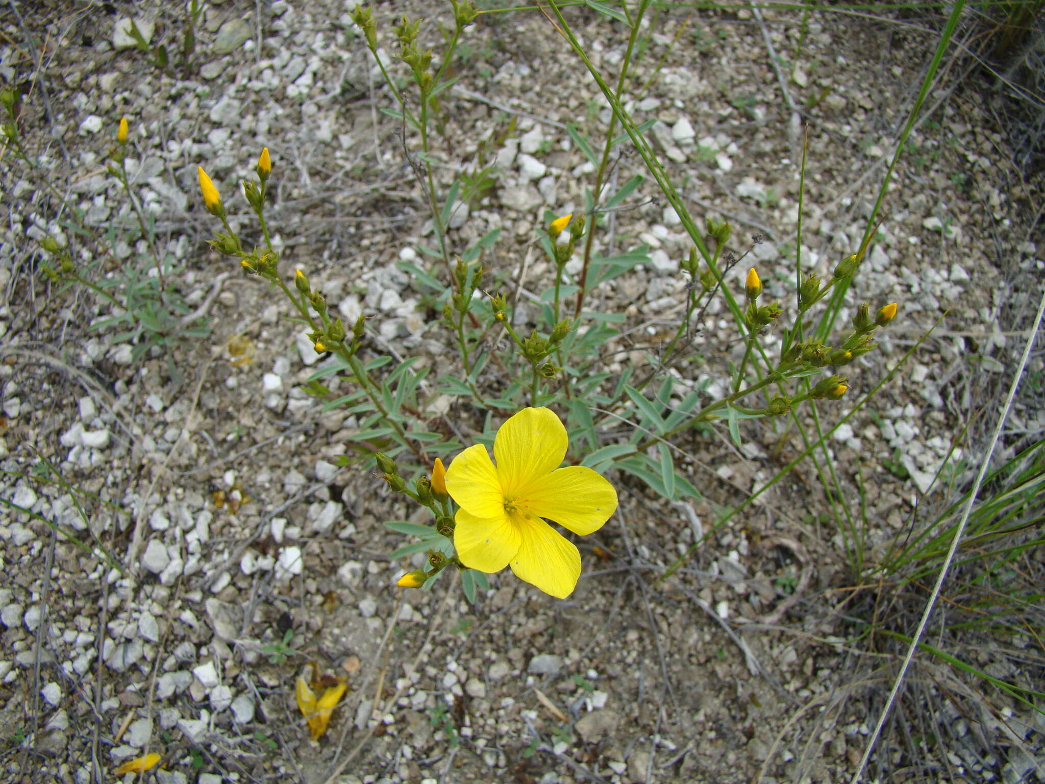 Imagem de Linum ucranicum Czern. ex Gruner