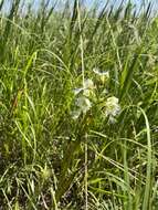 Image of Western prairie fringed orchid