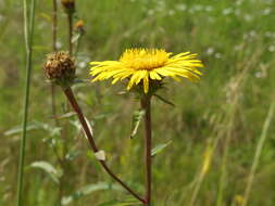 Imagem de Pentanema salicinum (L.) D. Gut. Larr., Santos-Vicente, Anderb., E. Rico & M. M. Mart. Ort.