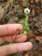 Image of Chimaphila japonica Miq.