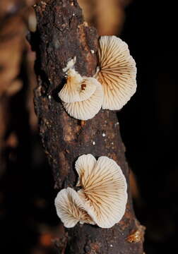 Image of Crepidotus variabilis (Pers.) P. Kumm. 1871