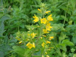 Слика од Lysimachia punctata L.