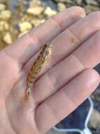 صورة Etheostoma lachneri Suttkus & Bailey 1994