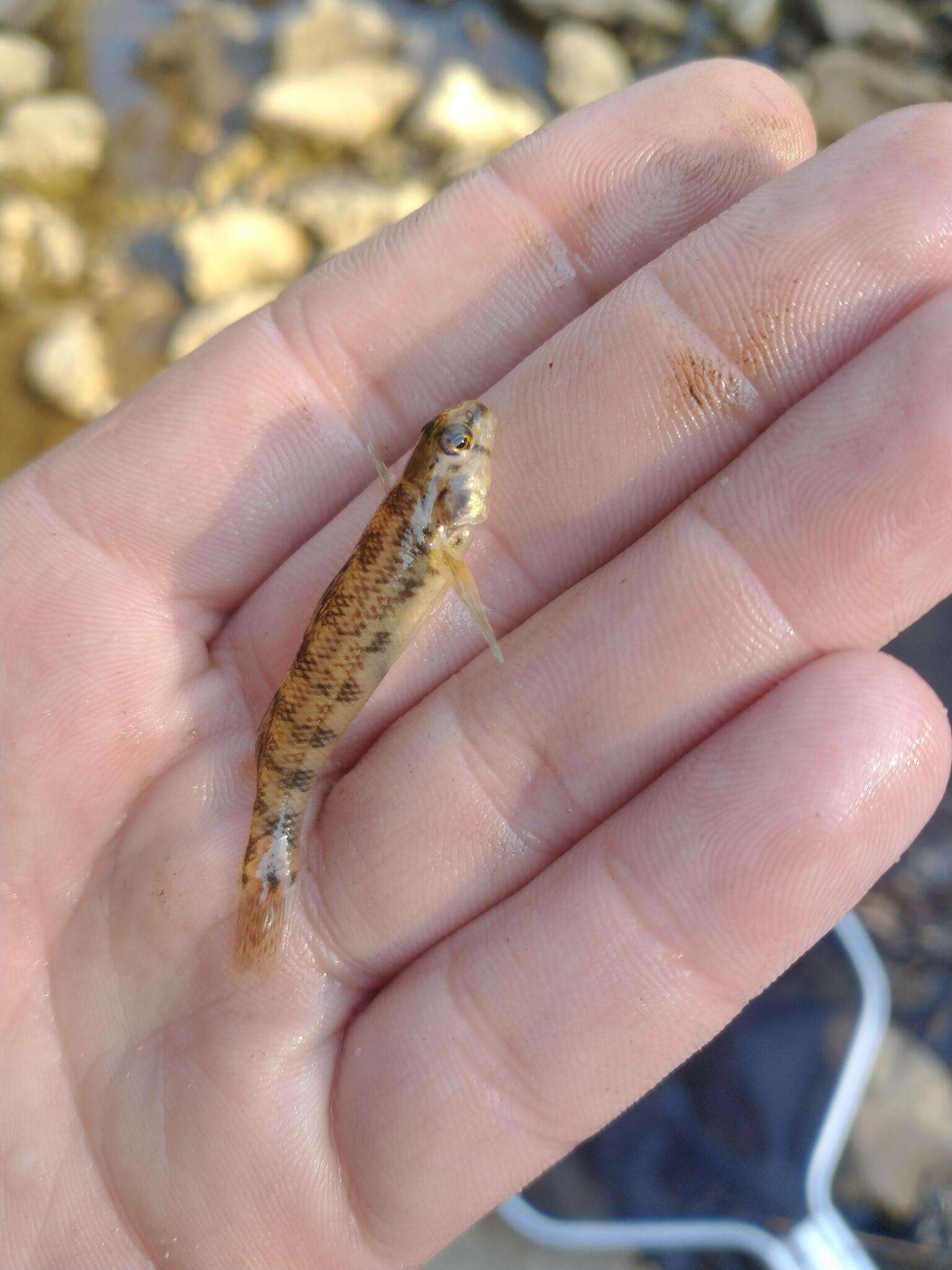 Image of Tombigbee darter