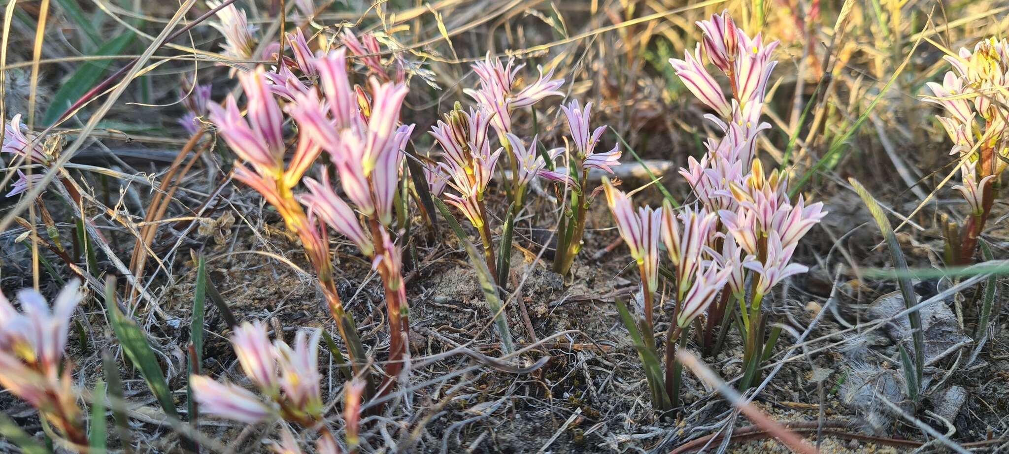 Image of Lachenalia corymbosa (L.) J. C. Manning & Goldblatt