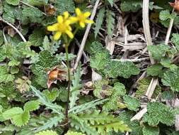 Image of Senecio morrisonensis Hayata