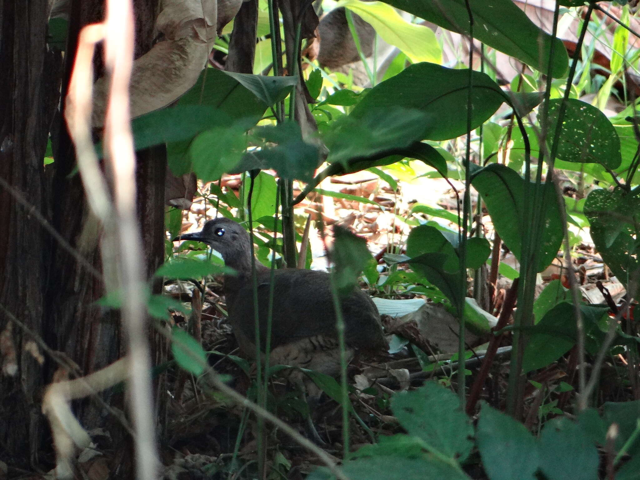 Image of Undulated Tinamou