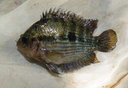 Image of Rainbow cichlid