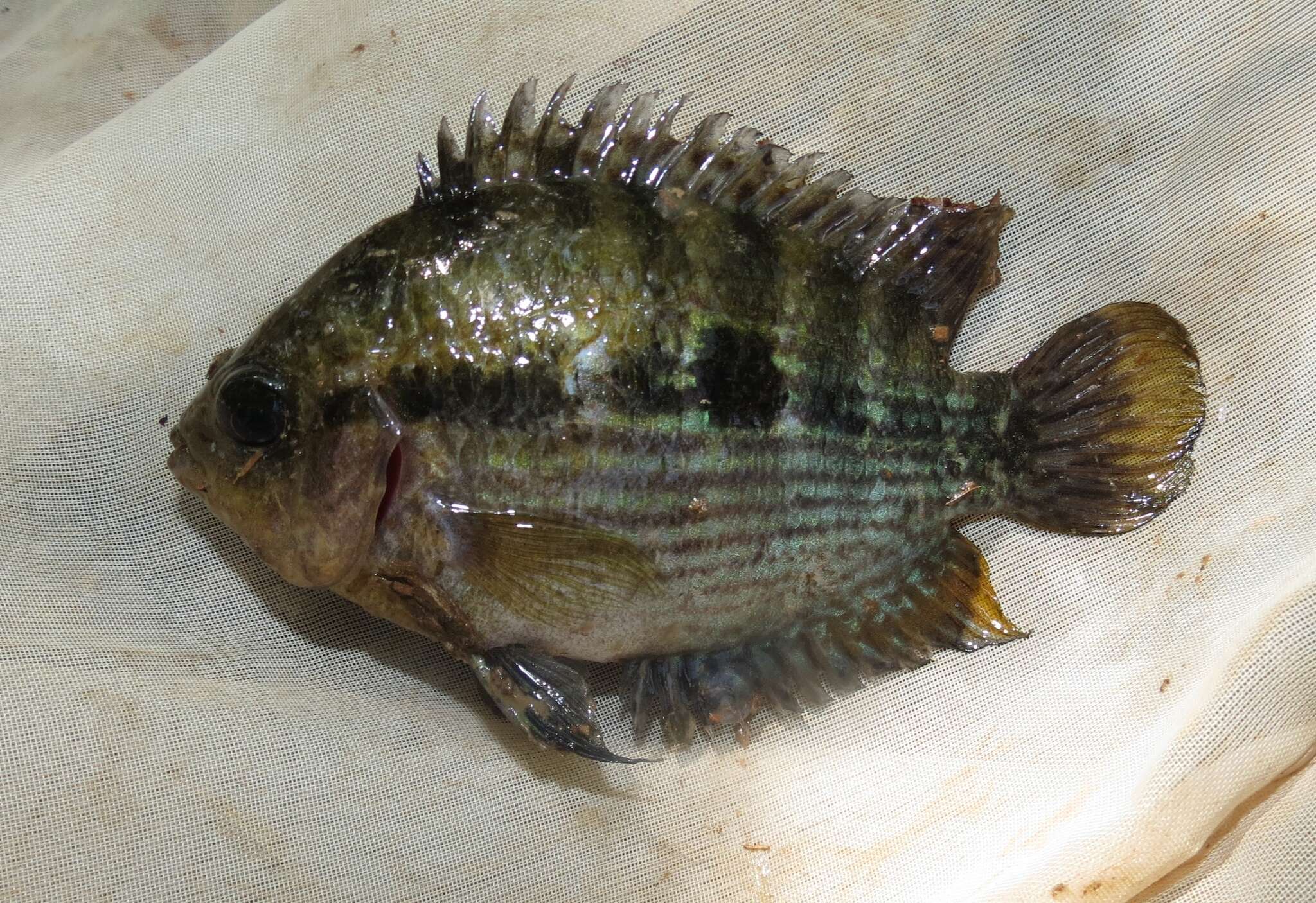 Plancia ëd Herotilapia multispinosa (Günther 1867)