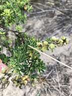 Imagem de Crotalaria medicaginea Lam.