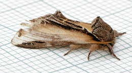 Image of Greater Swallow Prominent