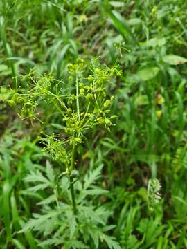 Image of Eleutherospermum