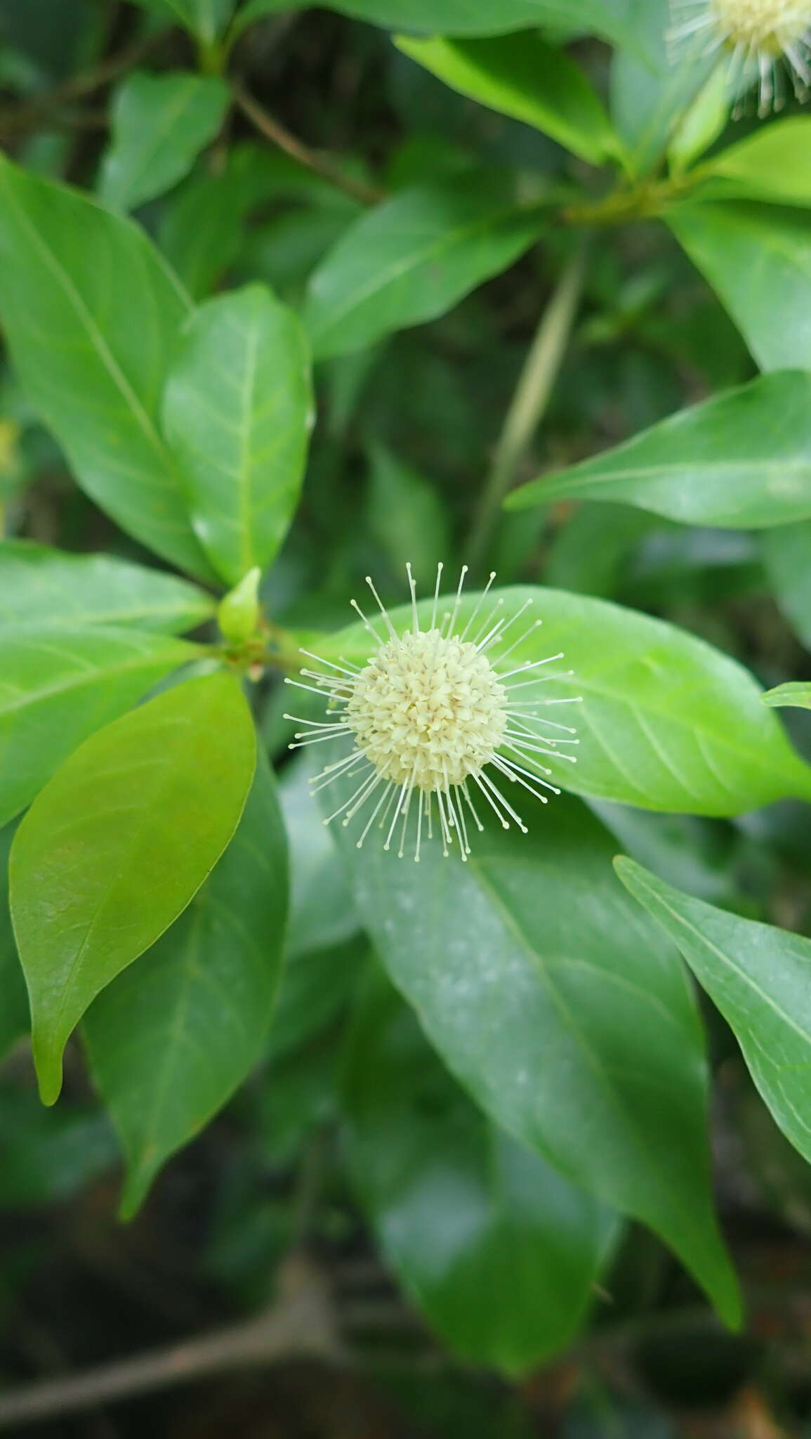 Image of Adina pilulifera (Lam.) Franch. ex Drake