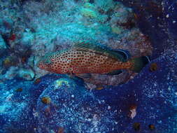 Слика од Epinephelus guttatus (Linnaeus 1758)