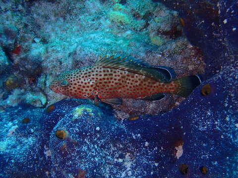 Epinephelus guttatus (Linnaeus 1758) resmi