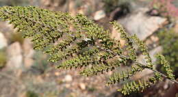 Image of Cheilanthes parviloba (Sw.) Sw.