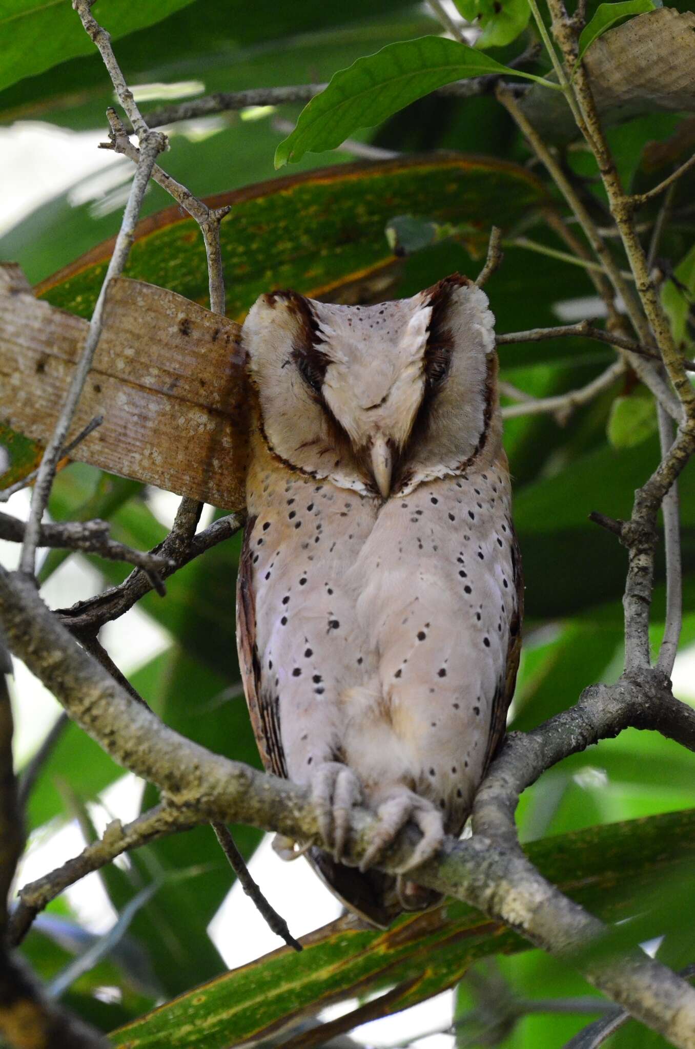 Image of Sri Lanka Bay Owl