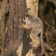 Image of Galago senegalensis braccatus Elliot 1907