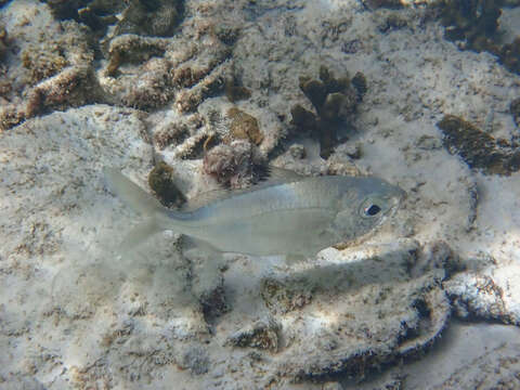 Image of Black-tipped Silver-biddy