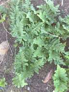 Image of California polypody