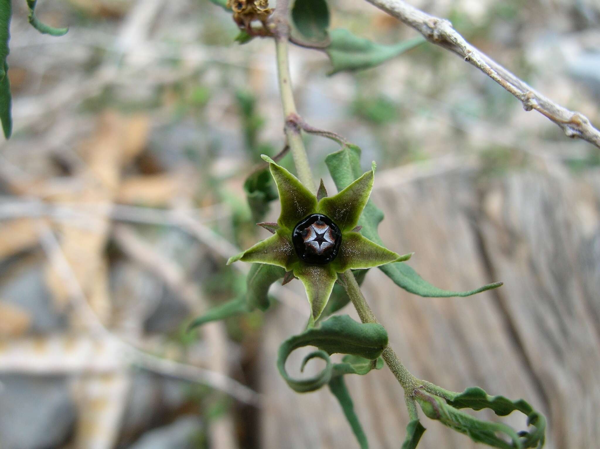 Sivun Matelea trachyantha (Greenman) W. D. Stevens kuva