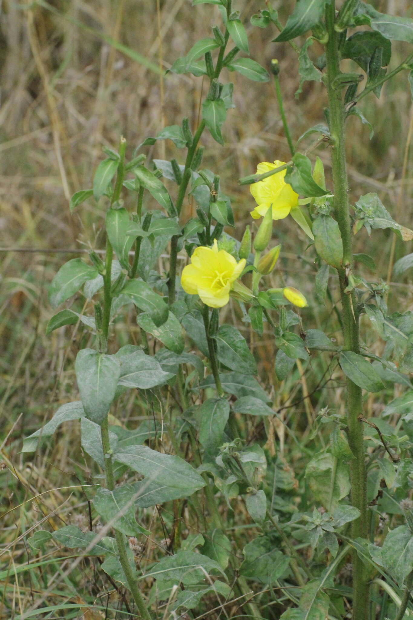 Image of Oenothera fallax Renner