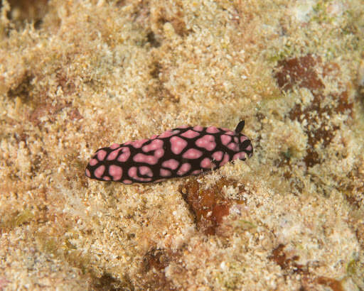 Image of Lumpy black and grey slug