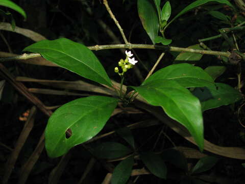 Image of thicket wild coffee