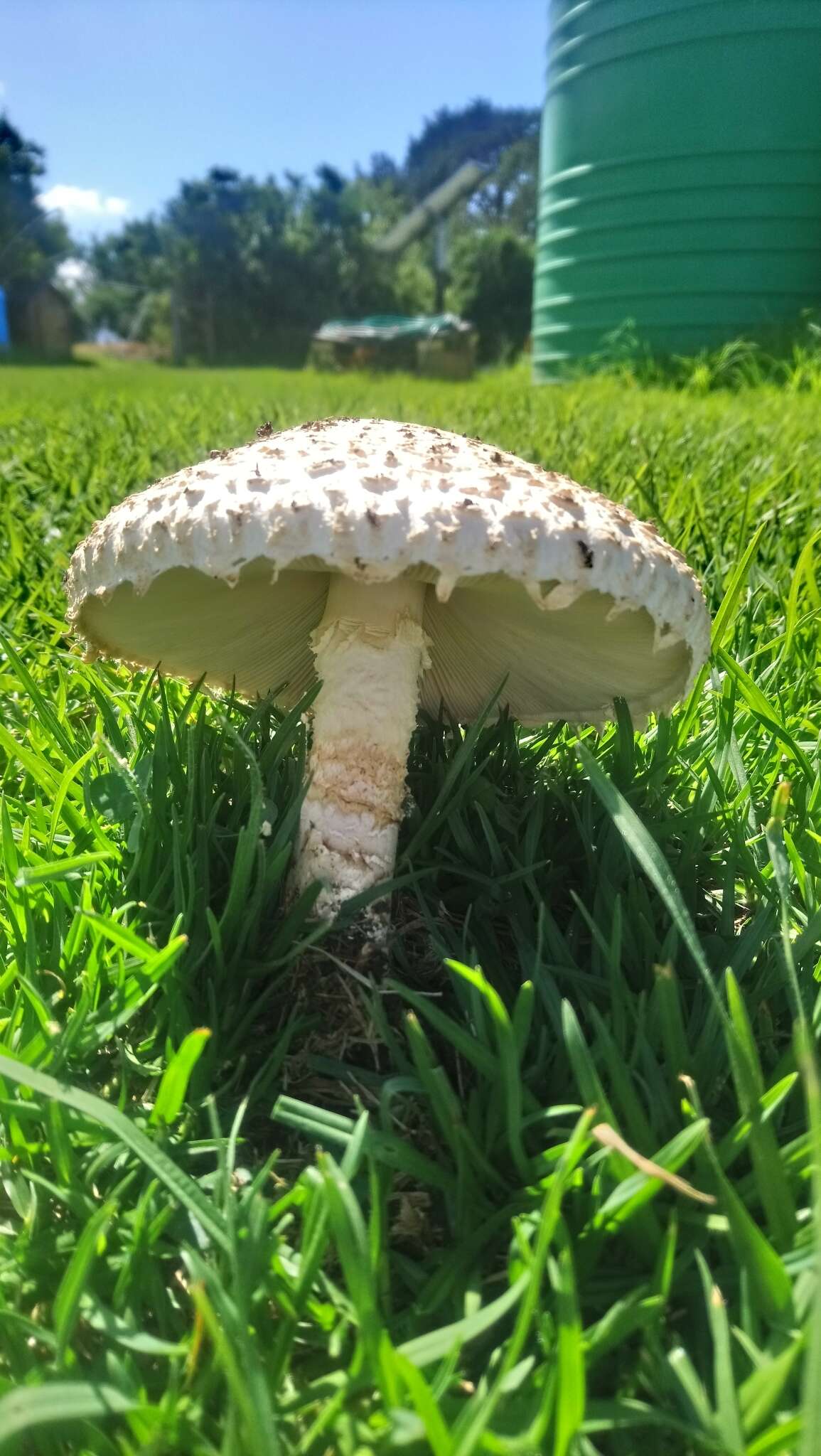 Image of Saproamanita foetidissima (D. A. Reid & Eicker) Redhead, Vizzini, Drehmel & Contu 2016