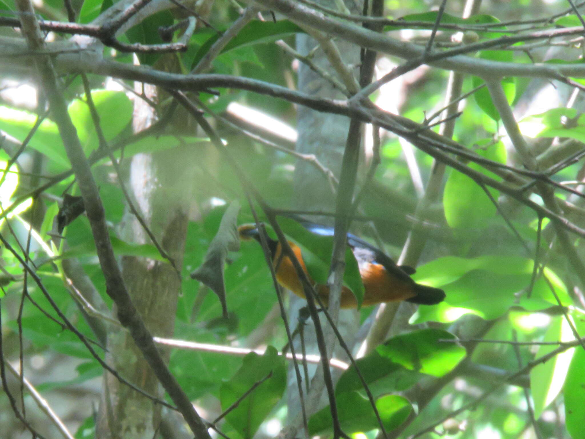 Euphonia rufiventris (Vieillot 1819)的圖片