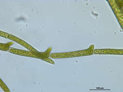 Image of Cladophora fracta