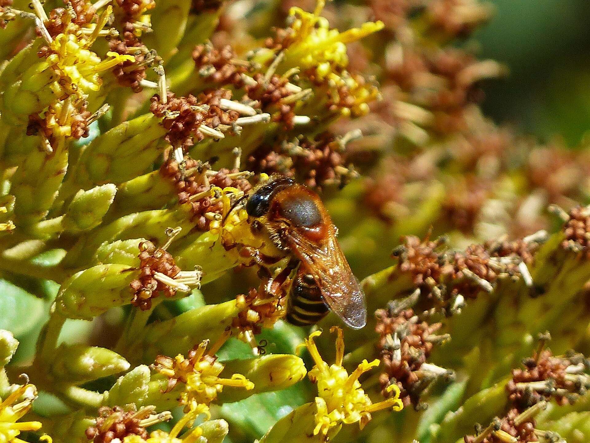 Image of Melipona quinquefasciata Lepeletier 1836