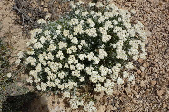 صورة Achillea cretica L.