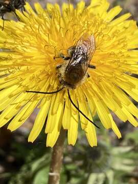 Image of Eucera longicornis (Linnaeus 1758)